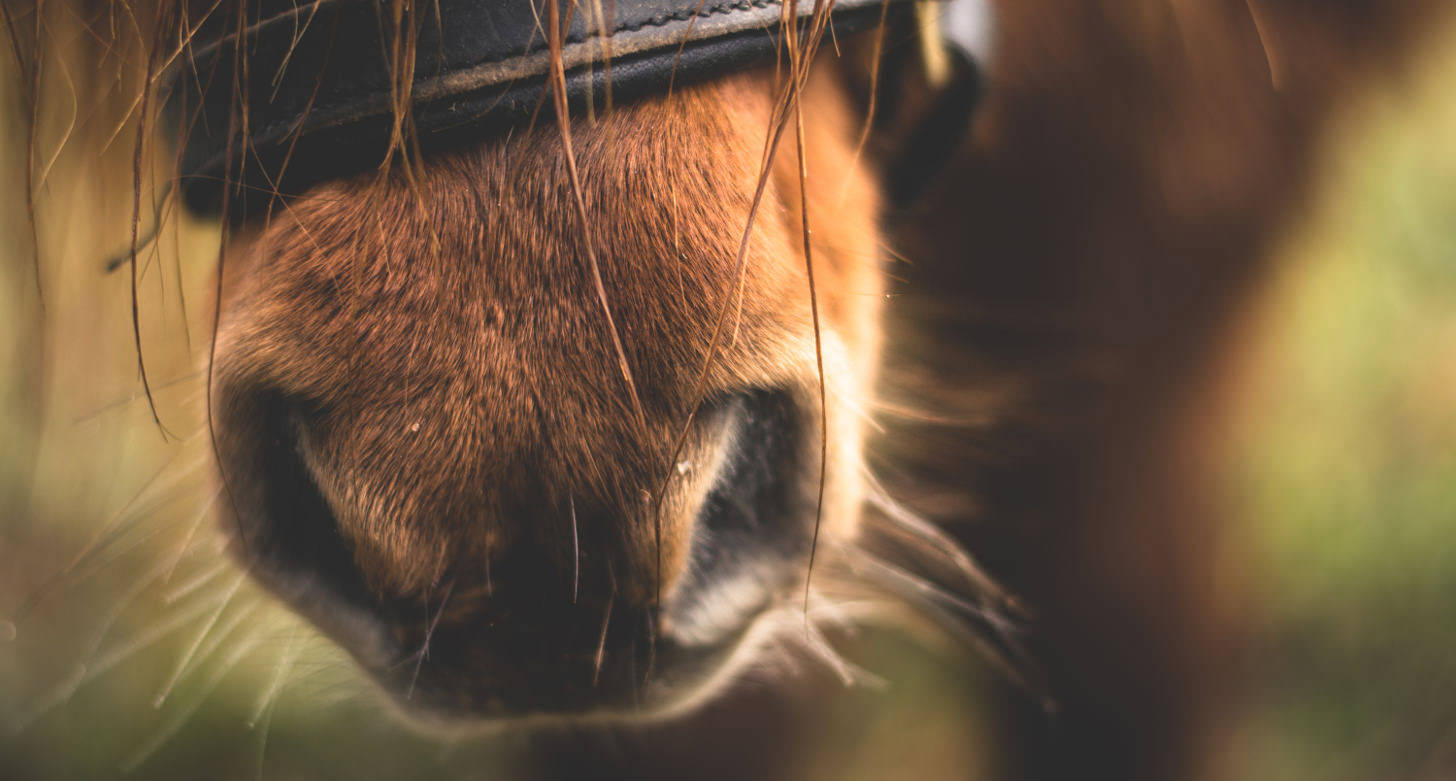 Horsia Pferde-Nase von Shetlandpony
