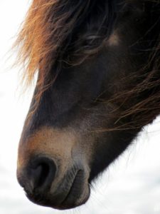 Ein altes Pferd – Horsia Ratgeber