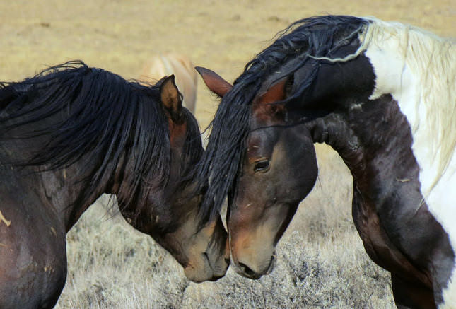 Pferd Mustang Stute Wildpferd