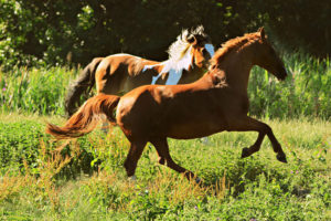 Ein schreckhaftes Pferd hat einen ausgeprägten Fluchtinstinkt – Horsia Ratgeber