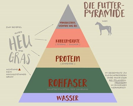 Ernährungspyramide für Pferde – Horsia