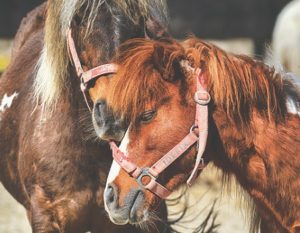 Zwei Pferde in einer Offenstallhaltung – Horsia
