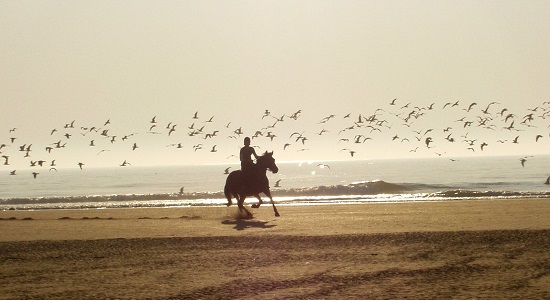 Pferd mit Reiter am Strand – Horsia