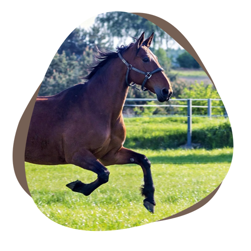 Horsia Erinnerungen Kiwi