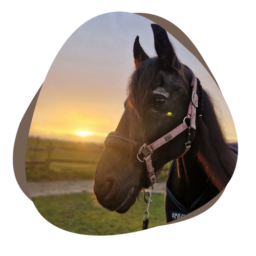 Horsia Erinnerungen Lize