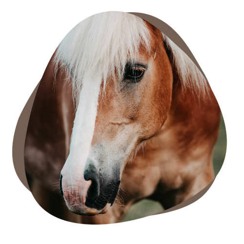 Horsia Erinnerungen Lucas